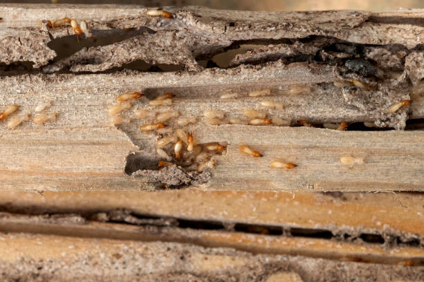 Best Termite Control Services  in Garden City, ID